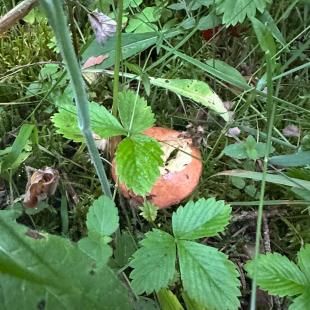 Территория усадьбы «Домики в лесу»