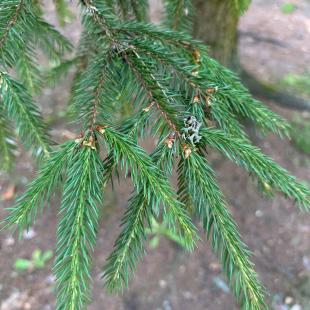 Территория усадьбы «Домики в лесу»