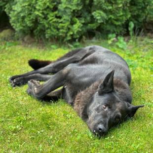 Территория усадьбы «Домики в лесу»