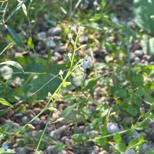 Территория усадьбы «Домики в лесу»