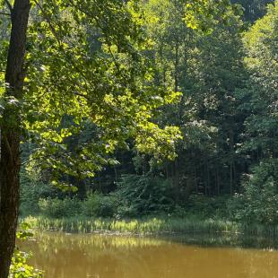 Территория усадьбы «Домики в лесу»