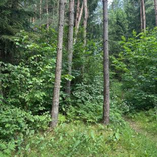 Территория усадьбы «Домики в лесу»