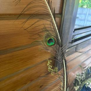 Территория усадьбы «Домики в лесу»