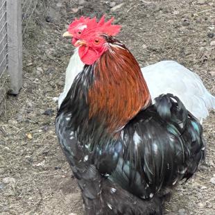 Территория усадьбы «Домики в лесу»