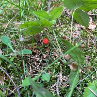 Территория усадьбы «Домики в лесу»