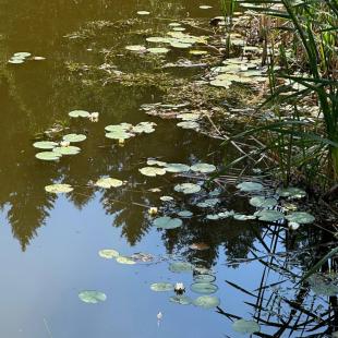 Территория усадьбы «Домики в лесу»