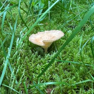 Территория усадьбы «Домики в лесу»