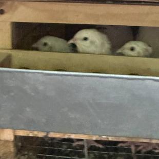 Территория усадьбы «Домики в лесу»