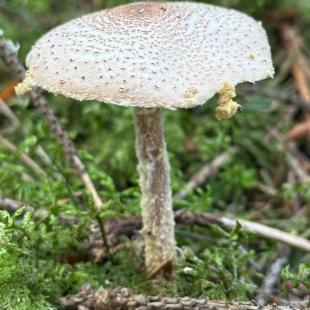 Территория усадьбы «Домики в лесу»