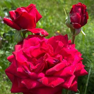 Территория усадьбы «Домики в лесу»