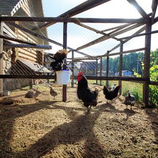 усадебный питомник