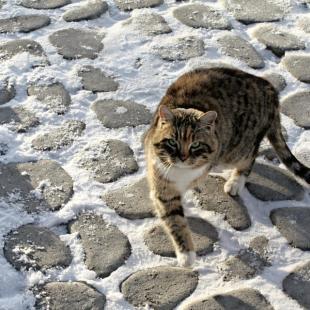 Новый год в усадьбе «Красное» в 125 км от Минска