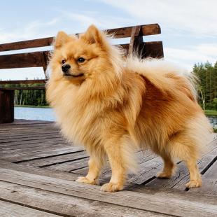 Лето в усальбе "Медвежий угол"