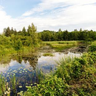 Лето в усальбе "Медвежий угол"