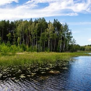 Лето в усальбе "Медвежий угол"