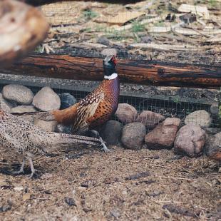 Наши любимцы (контактный зоопарк)