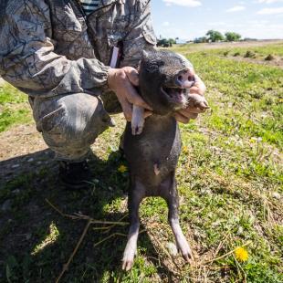 Семейный отдых в коттедже «Датский» в Витебской области. Арендовать коттедж на Новый год