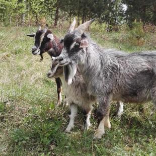 Наши любимцы (контактный зоопарк)