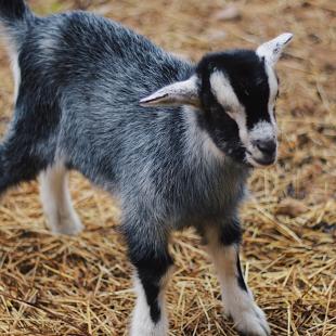 Наши любимцы (контактный зоопарк)