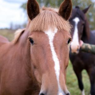Катание на лошадях в усадьбе Ранчо-Родео. Отдых с детьми в Беларуси