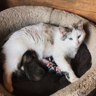 Наши любимцы (контактный зоопарк)