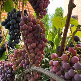 Усадьба Дольче Вита в Витебской области