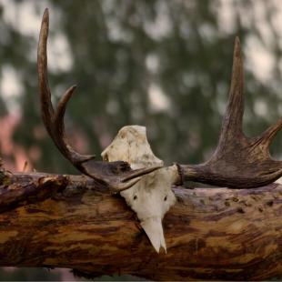 Туристический этнокультурный маршрут "Велесов путь"