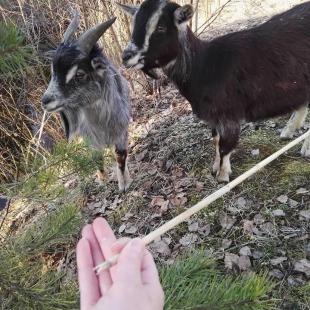 Наши любимцы (контактный зоопарк)