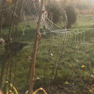 Территория усадьбы "Медвежий угол"