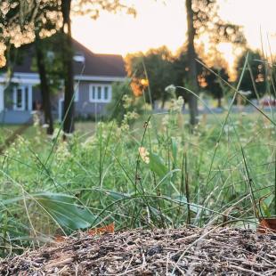 Коттедж Белавус в Воложинском районе
