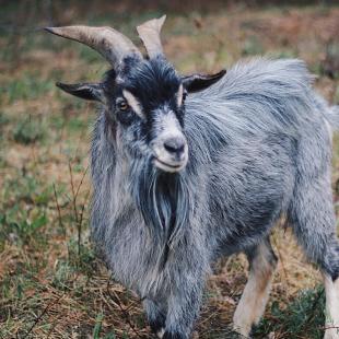 Наши любимцы (контактный зоопарк)