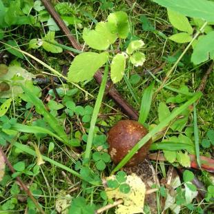 Загородный комплекс "Пигасово" 14 км от Минска