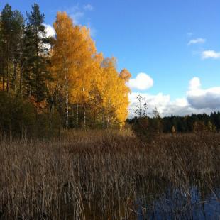 Усадьба «Медвежий угол» в Витебской области. Снять дом на сутки в Белоруссии