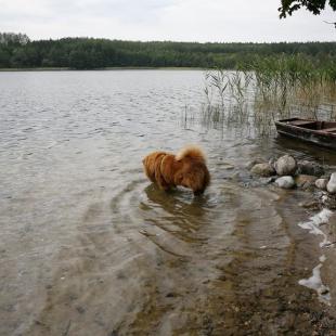 Озеро «Балдук» возле усадьбы «Ля Блакiтных азёр». Порыбачить на озере в Белоруссии