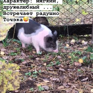 Наши любимцы (контактный зоопарк)