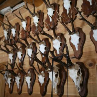 ИУсадьба «Медвежий угол» в Витебской области. Снять усадьбу на выходные