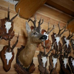 Усадьба «Медвежий угол» в Витебской области. Аренда усадьбы на выходные