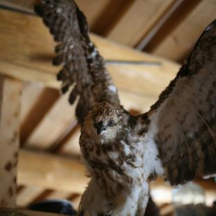 Усадьба «Медвежий угол» в Витебской области. Снять усадьбу на выходные