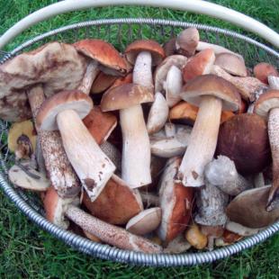 Сбор грибов в усадьбе "В Прилесье"