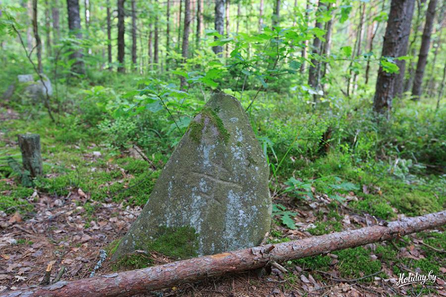 болота мещерский край. боровое болото. тамбов цна лес. природа тамбовского края. пруд шатиловский тамбовская.