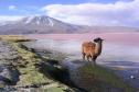Тур Красивая Боливия -  Фото 6