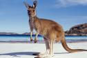 Тур Уникальный экскурсионный авиатур в Австралию! Только для туристов с визами -  Фото 6