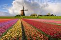 Тур Весна в Голландии и парк Кекенхоф -  Фото 9