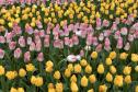 Тур Цветочный уикенд: Гамбург –Амстердам–Делфт*–Гаага*–Вернигероде -  Фото 4