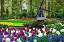 Тур Цветочный Бенилюкс + Кёкенхоф -  Фото 9