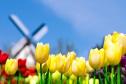 Тур Весна. Тюльпаны. Амстердам. Для  туристов с визой -  Фото 2