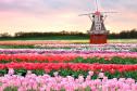 Тур Дыхание весны,Тюльпаны. Голландия 2026 -  Фото 3